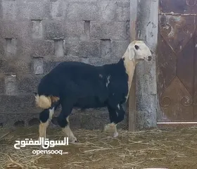  3 كبش نجدي بيور