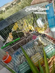  1 عصافير كنار للبيع جواز جاهزه في  اشي مع بيض واشي مش مع بيض وفي فراخ صغار جواز