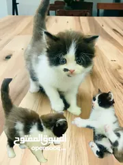  5 kittens for sale