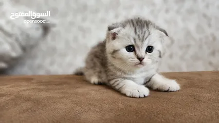  13 Scottish folds