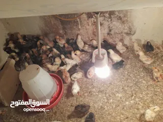  3 صيصان دجاج عمر اسبوعين للبيع بسعر 60 قرش
