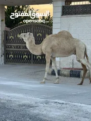  2 ناقه ضحيه طيبه قصا. وسعر حروق
