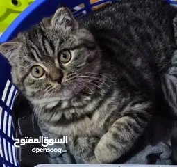  6 ذكر سكوتش جولدن بمستوى عالي