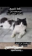  1 قط شيرازي للبيع