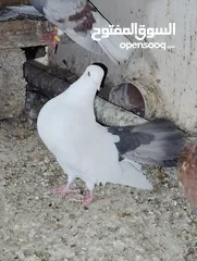  3 حمام شماسي للبيع  موقع جعلان بني بوعلي