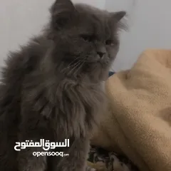  2 قط ذكر للبيع