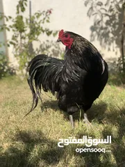  2 ديج من سلاله نادره