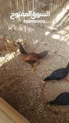  16 دجاج بكستاني