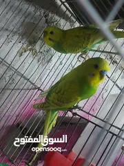  1 جوز حب للبيع بدون قفص السعر