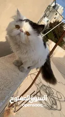  1 ذكر بيرشين للبيع