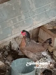  8 دجاجتين عرب صحه خير من الله مال بيت  