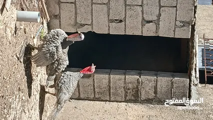  2 ديوك حبش فراخ بدايه خيرهم