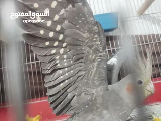  2 زوج كوكتيل للبيع