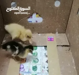  1 Duckling for sale