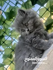  1 قطط سكوتش وهملايا كوراة فرو العمر 55 يوم اناث وذكور