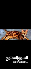  1 قطه بنغال للبيع من الفصائل النادرة