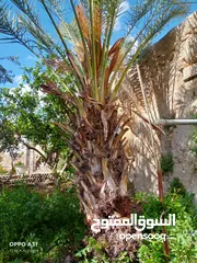  29 فني أشجار النخيل