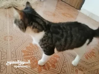 5 قطط للتبني بدون مقابل في عمان....