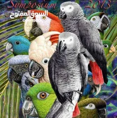  1 ترويض جميع انواع الببغاءات