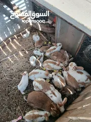  1 مزرعة أرانب صغيرة للبيع