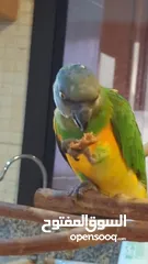  2 Single Senegal Parrot