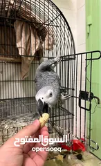  5 For Sale Trained African Grey Parrot