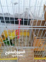  3 حبه روز وحبه فيشر للبيع بسعر مناسب