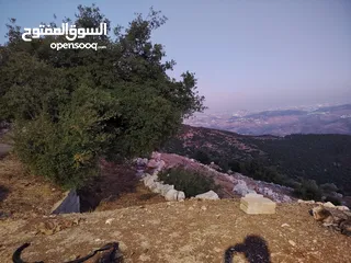  25 ارض للبيع 4300م على القوشان وعلى الواقع 12دونم متواجد بيت مساحة 380 متر طابقين +خزان يتسع50 متر