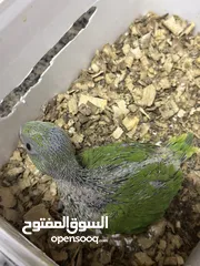  4 Indian Ring Neck Parrot baby