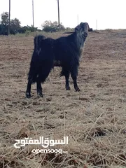  2 للبيع تيس بندوق كفاله هداد علي ردد
