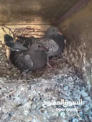  3 زغاليل حجم كبير