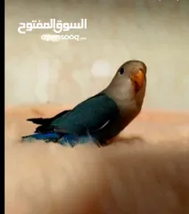  1 روز وكنار مع قفصين كلهم ب 25 مع توصيل مجاني لعمان ومادبا