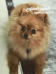  2 Mini pure Pomeranian
