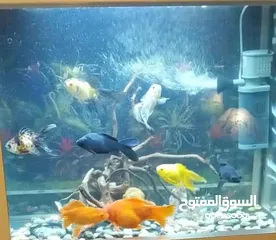  2 سمك جولد فيش حجم كبير للبيع او للبدل على سمك مفترس