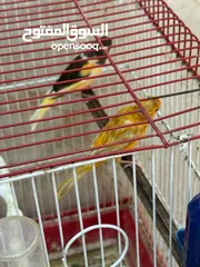  1 طيور بصلاه عنبي