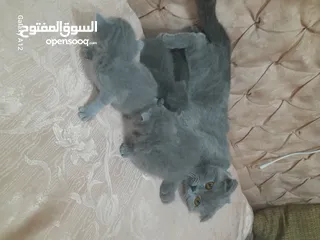 5 قطط سكواتش فولد  الام والاب  نفس الفصيله الاذن  قصيره   لس لم يتم الفطام البيع الام  والاولاد