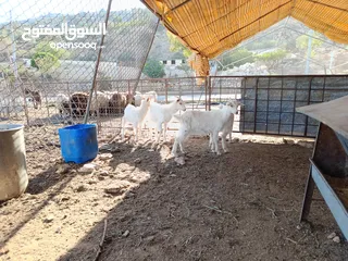  4 ماغز لاتينو جامبو وسيناني الاول في العالم للحليب