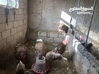  7 حبش احمر تركي نخب اول جواز