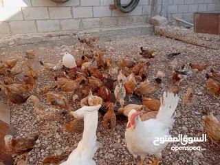  17 صوص بلدي عمر 38 يوم   صوص بلدي عمر 18 يوم