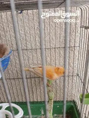  3 طيور كناري جاهزة بحالة وصحة جيدة