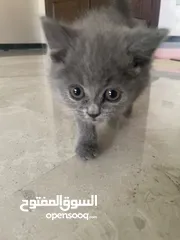  3 قط أنثى صغير