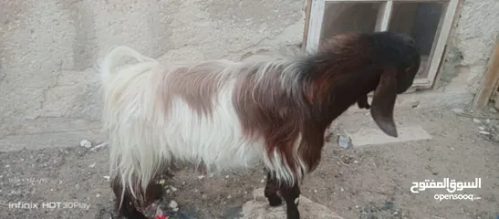  1 جدي للبيع بحالة ممتازة