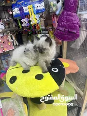  15 هملايا بلو بوينت مع فل باكيج بس ب40 عروض مجنونة