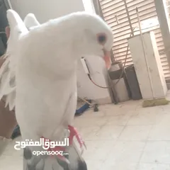  3 حمام بلدي شغال وصحه قويه شغل تربايه ومشروع زغاليل