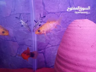 3 سمك سلفر بارب،سلفر شارك، كوي طفرات، سيكلد طفرات