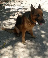  6 انثي جيرمن شيبرد ورك لاين