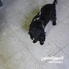  5 كلب بودل  100دينار