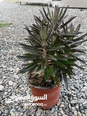  1 CHANDELIER PLANT FOR SALE