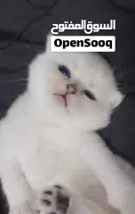  1 Pure Scottish/ بيور سكوتش