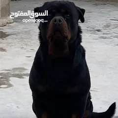  4 Rottweiler Fci registration with intermediate jordan champion